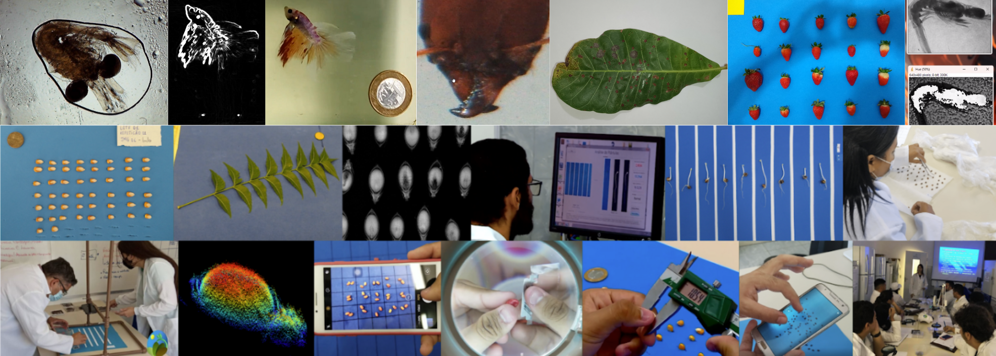 Proseed - Da pesquisa ao mercado