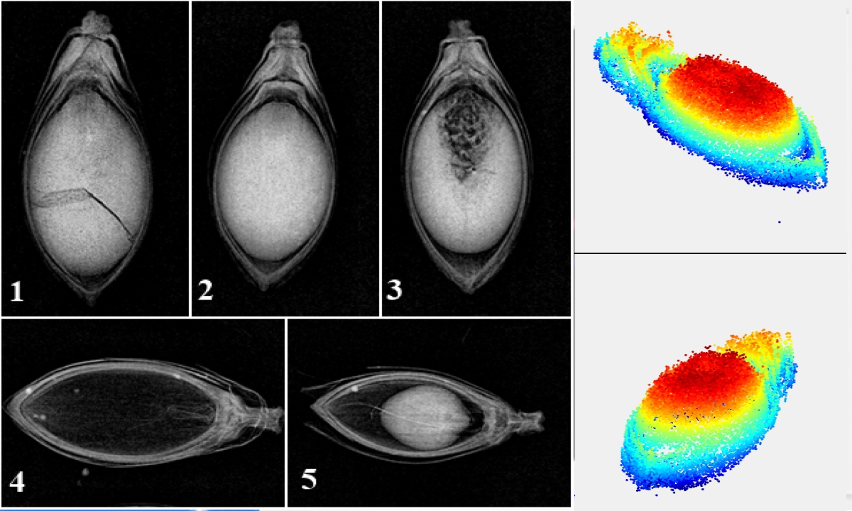 Radiografia Digital e Análise Não-Destrutiva